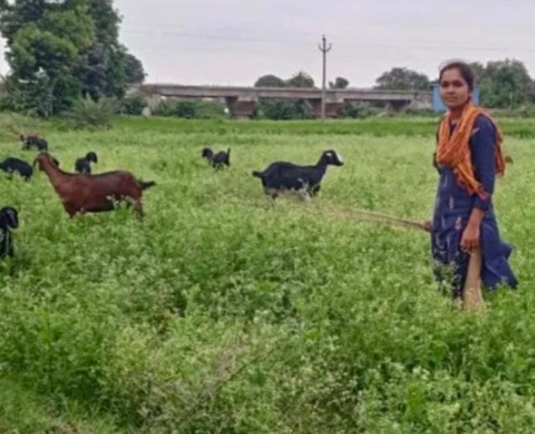 IITలో సీటు వచ్చినా మేకలు కాస్తున్న విద్యార్థిని..!